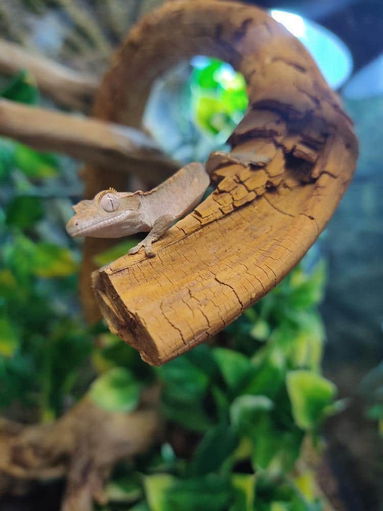 IMG_20210612_115400_624