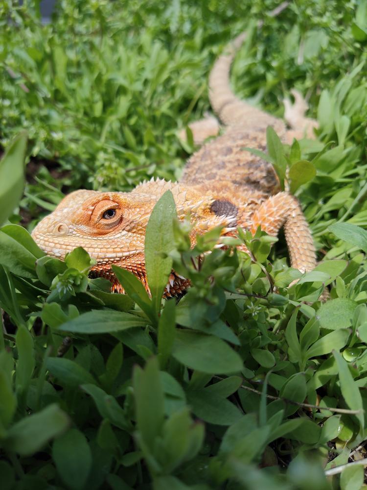 IMG_20210620_111058_374