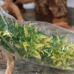 Plantes Natural Bush  - Croton bolivien