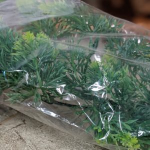 Plantes Natural Bush  - Fougère malaisienne