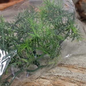 Plantes Natural Bush  - Cashuarina