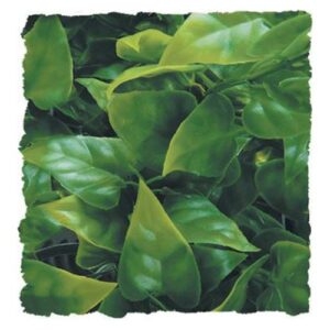 Plantes Natural Bush  - Phyllo mexicain