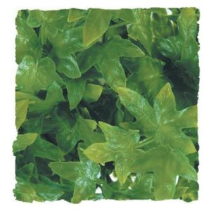 Plantes Natural Bush  - Lierre du Congo