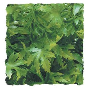 Plantes Natural Bush  - Cannabis