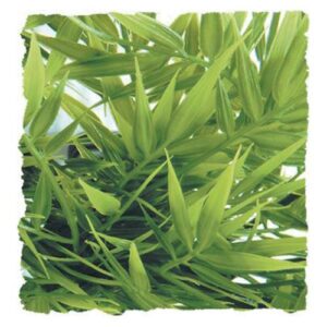 Plantes Natural Bush  - Bambou de Madagascar