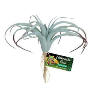Flore naturaliste  Tillandsia Air Plante