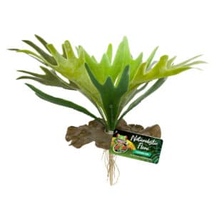 Flore naturaliste  Staghorn Fern