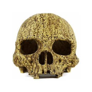 Crâne d'humain