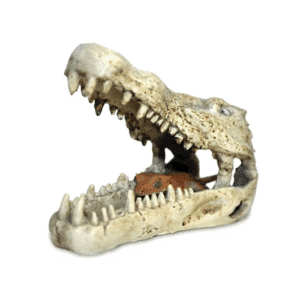 Crâne de crocodile