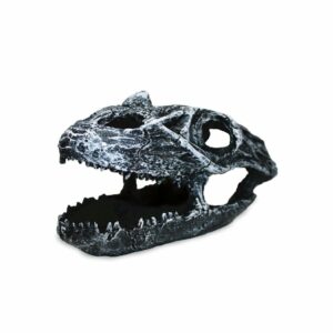 Grotte crâne de dinosaure