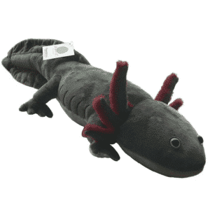 Axolotl noir