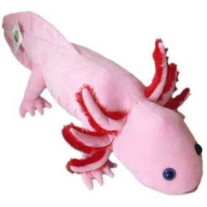 Axolotl rose